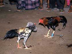 バリ島の闘鶏