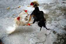 バリ島の闘鶏